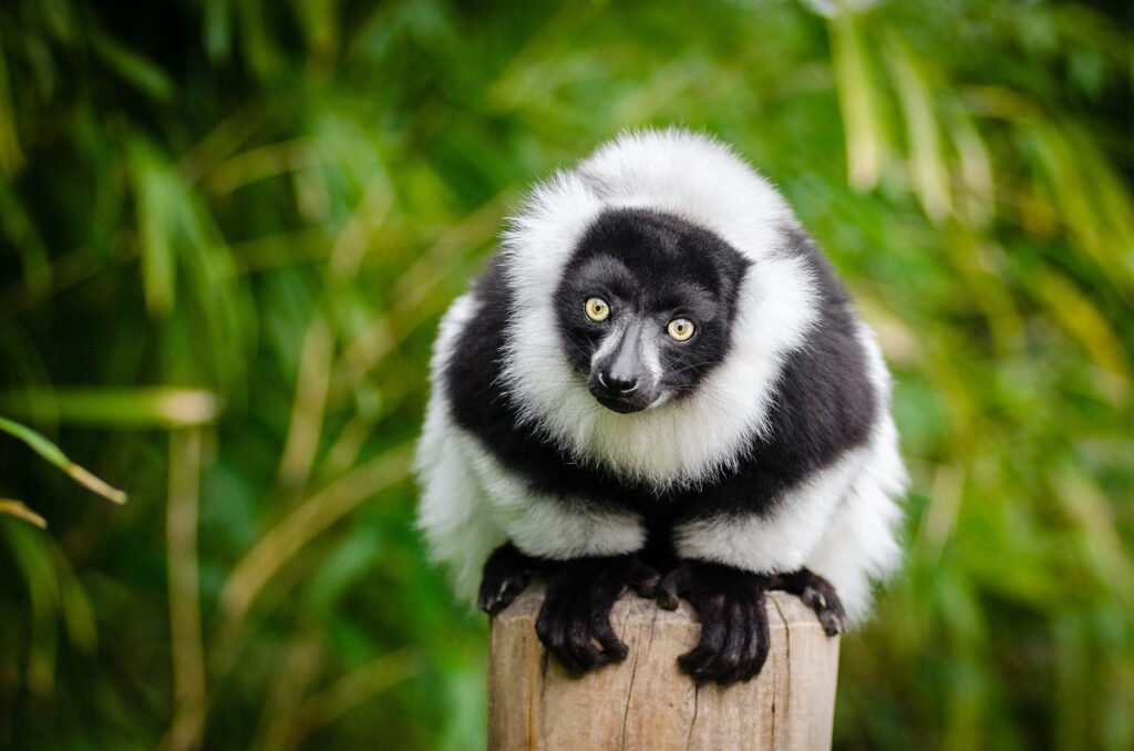 animal lemur mammal in Madagascar