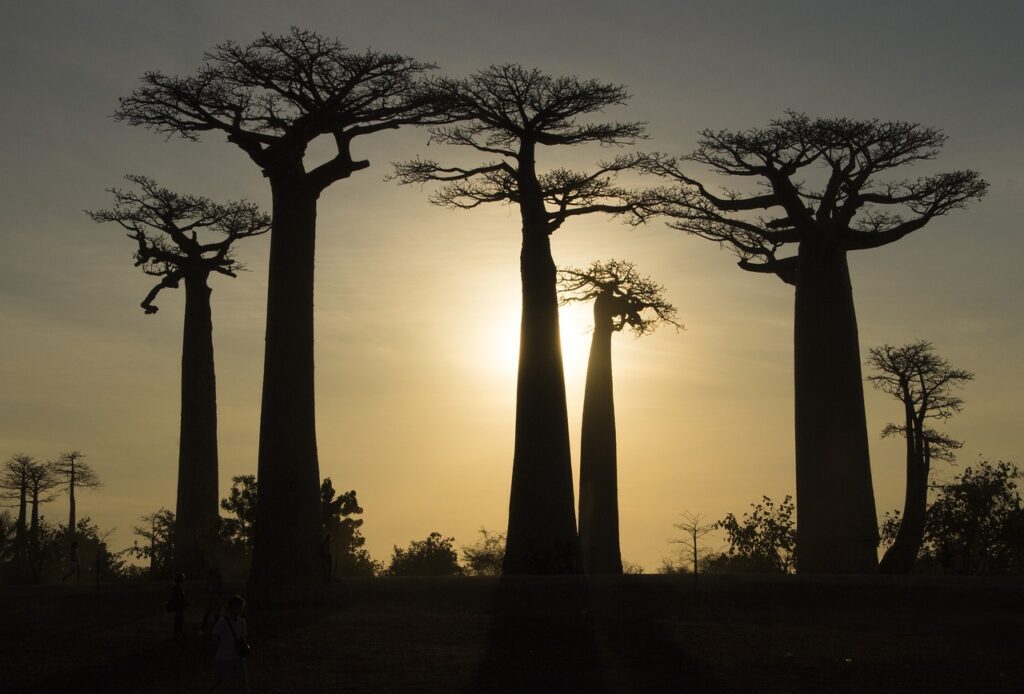 madagascar baobab tree